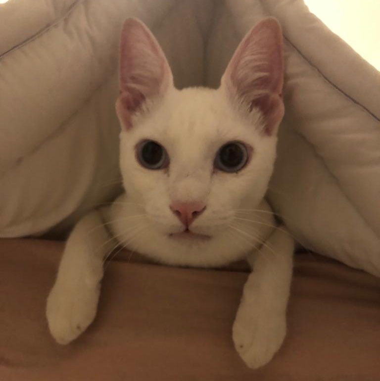 Gata mãe
